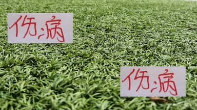 遭遇本赛季最严重伤病 ！海港依然能从从容容游刃有余_续约_莱昂纳多_加布